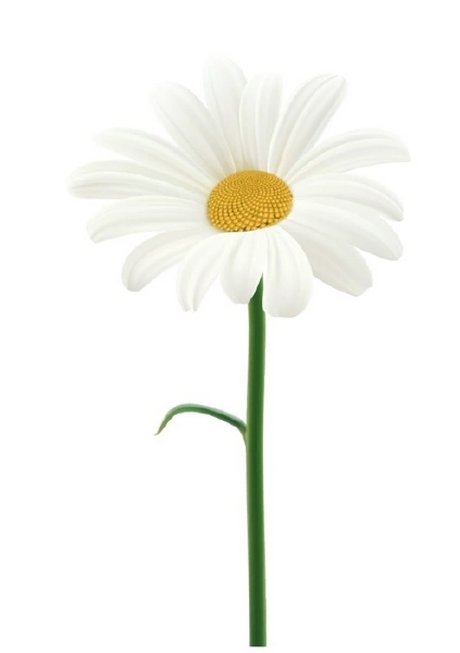 وکتور گل بابونه سفید