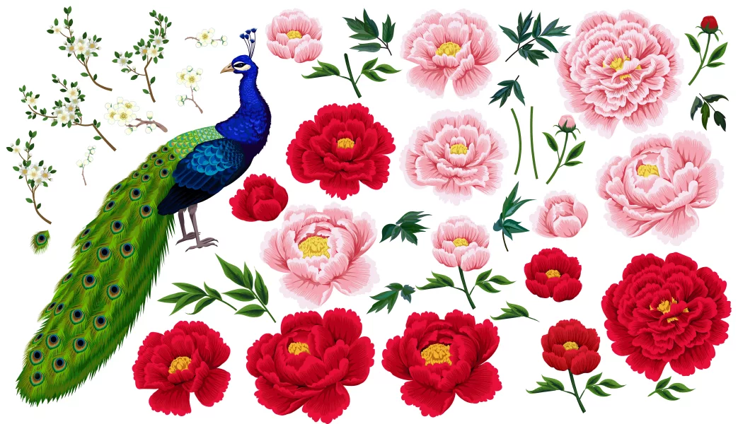 وکتور مجموعه گل های رز و طاووس