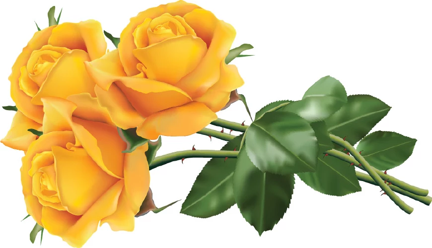 وکتور گل رز زرد واقع بینانه