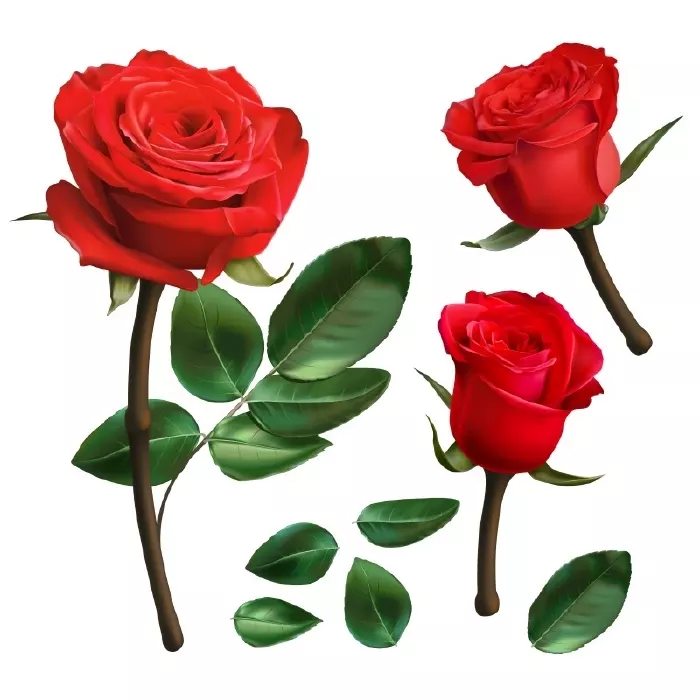 دانلود وکتور طراحی واقع بینانه گل رز قرمز