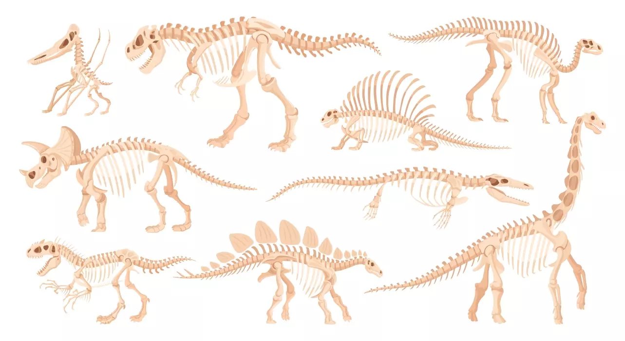 دانلود وکتور مجموعه استخوان های دایناسور های مختلف