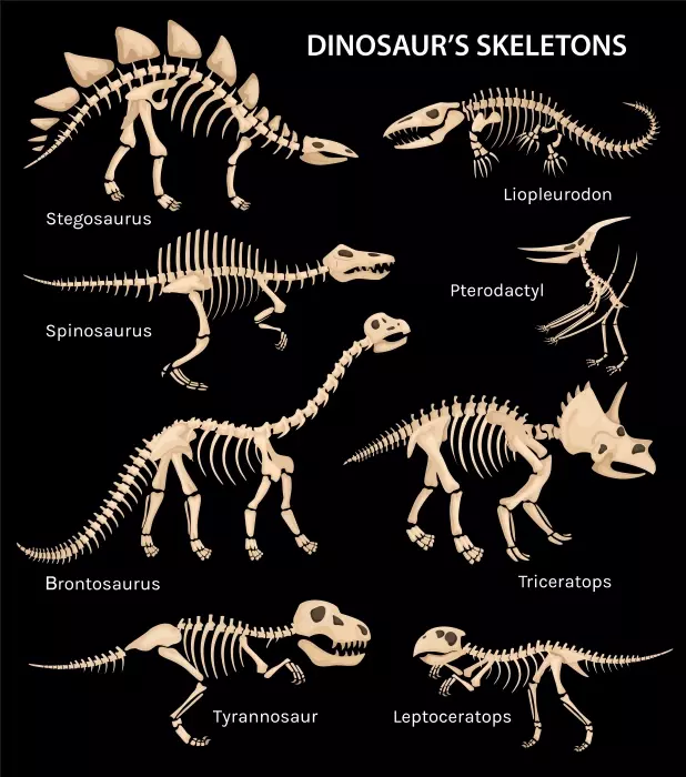 دانلود وکتور مجموعه استخوان و فسیل دایناسور