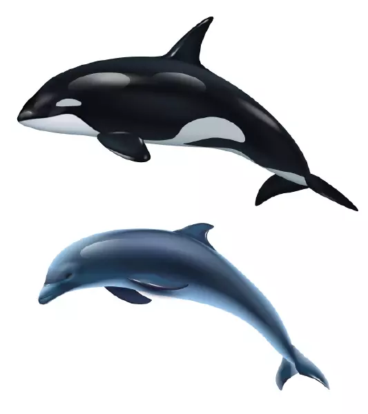 دانلود وکتور نهنگ قاتل و دلفین