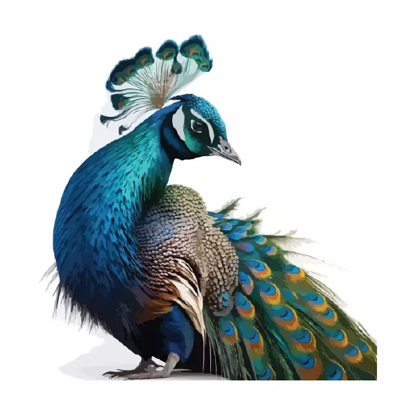دانلود وکتور طاووس