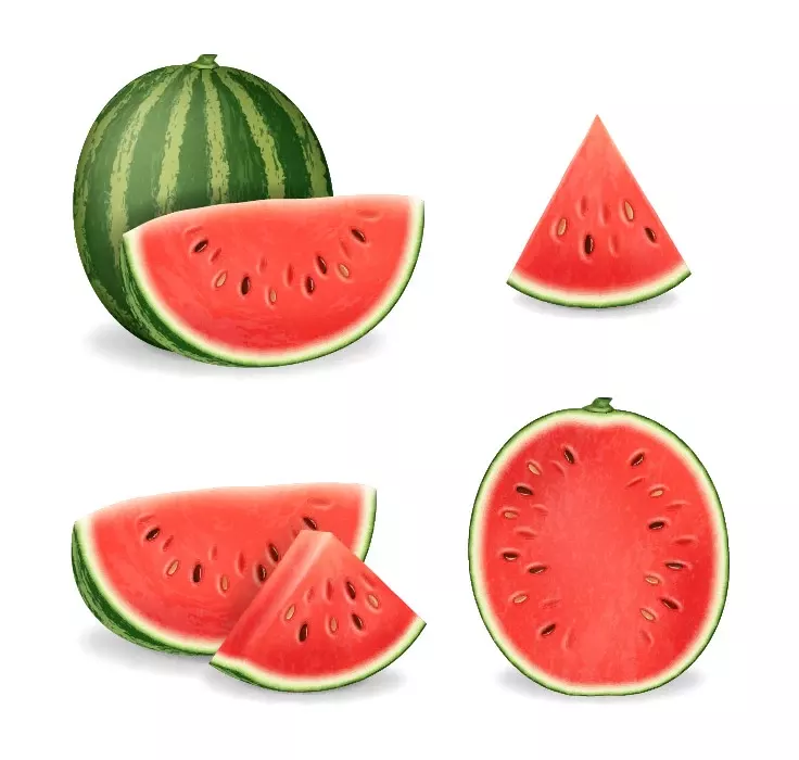 Realistic watermelon vector
