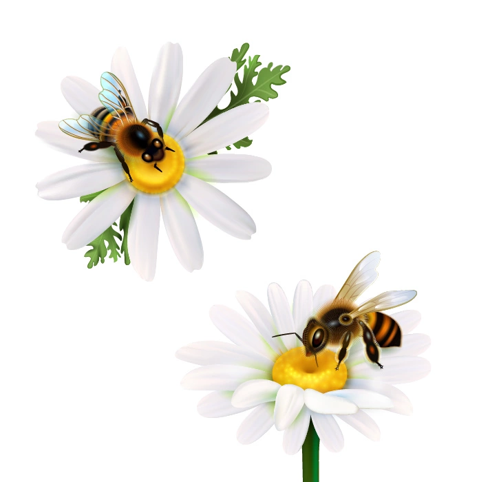 وکتور واقع بینانه گل بابونه و زنبور عسل
