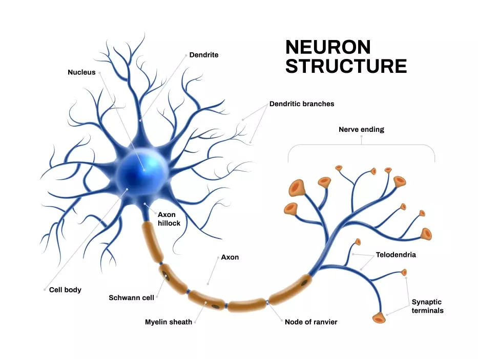 دانلود وکتور سه بعدی پزشکی نورون
