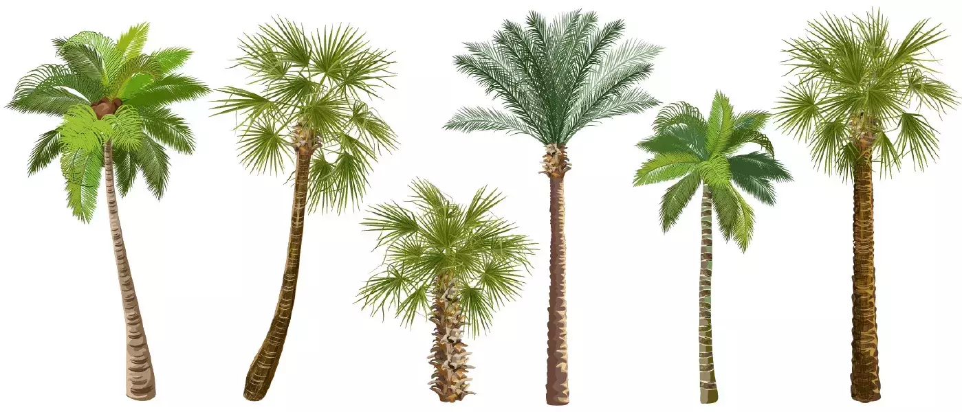 وکتور درخت های نخل شماره سه