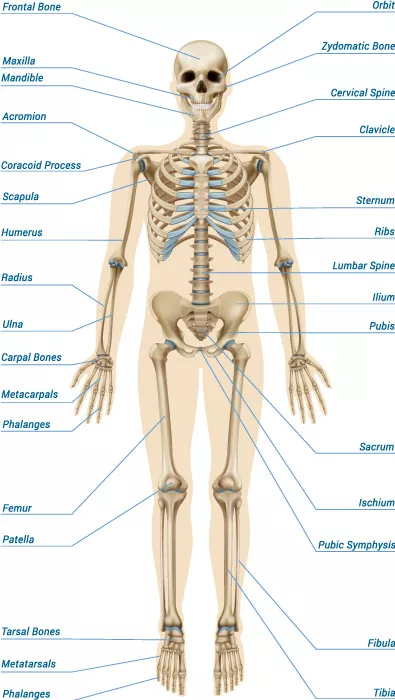 وکتور اسکلت بدن انسان شماره یک