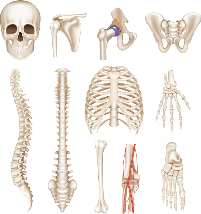وکتور اسکلت و استخوان های بدن انسان