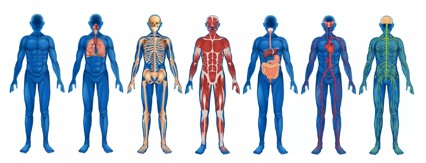 وکتور پزشکی و آموزشی آناتومی بدن انسان