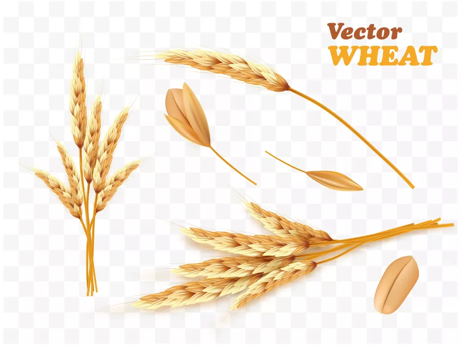 وکتور ساقه های گندم واقع بینانه