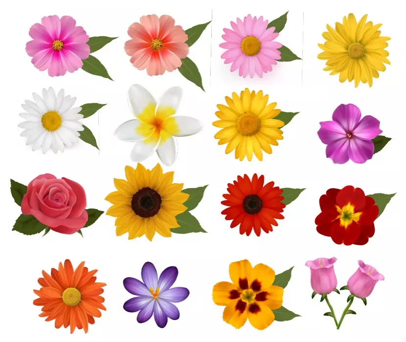 وکتور گل های رنگارنگ مختلف