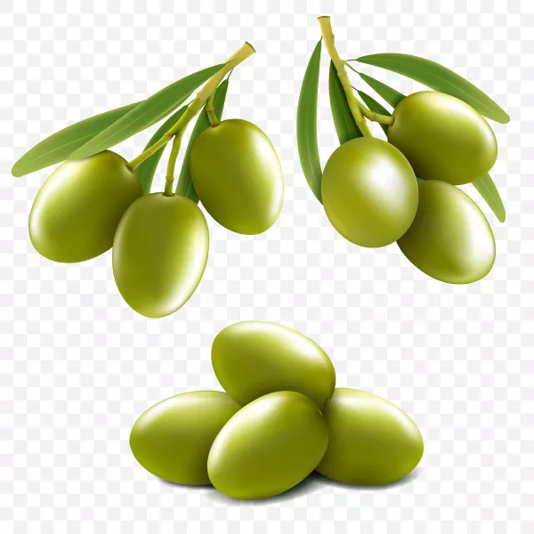 وکتور زیتون واقع بینانه شماره دو