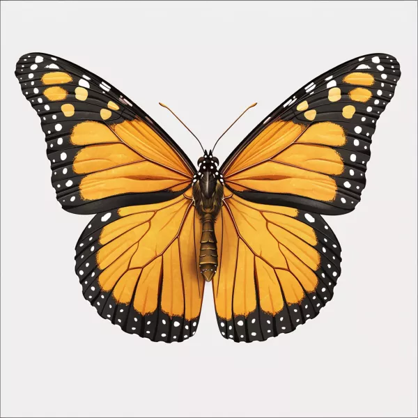 وکتور پروانه شماره دو