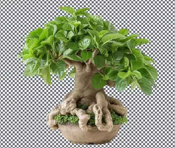 دانلود موکاپ واقع بینانه درخت بونسای