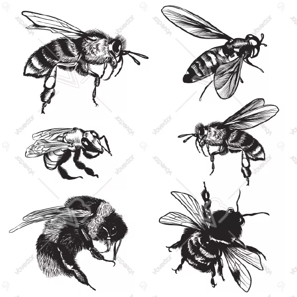 وکتور طراحی زنبور های عسلوکتور طراحی سیاه و سفید زنبور عسل