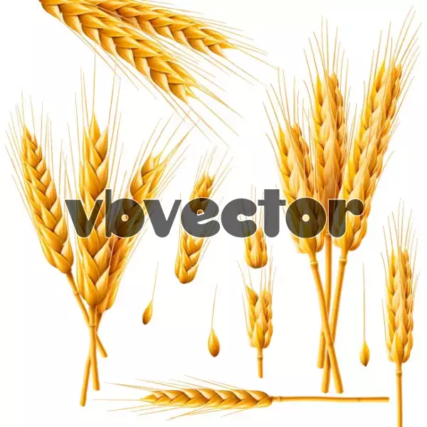 دانلود وکتور خوشه های گندم واقع بینانه