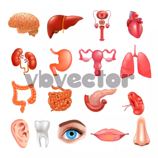 وکتور پزشکی اعضای بدن انسان