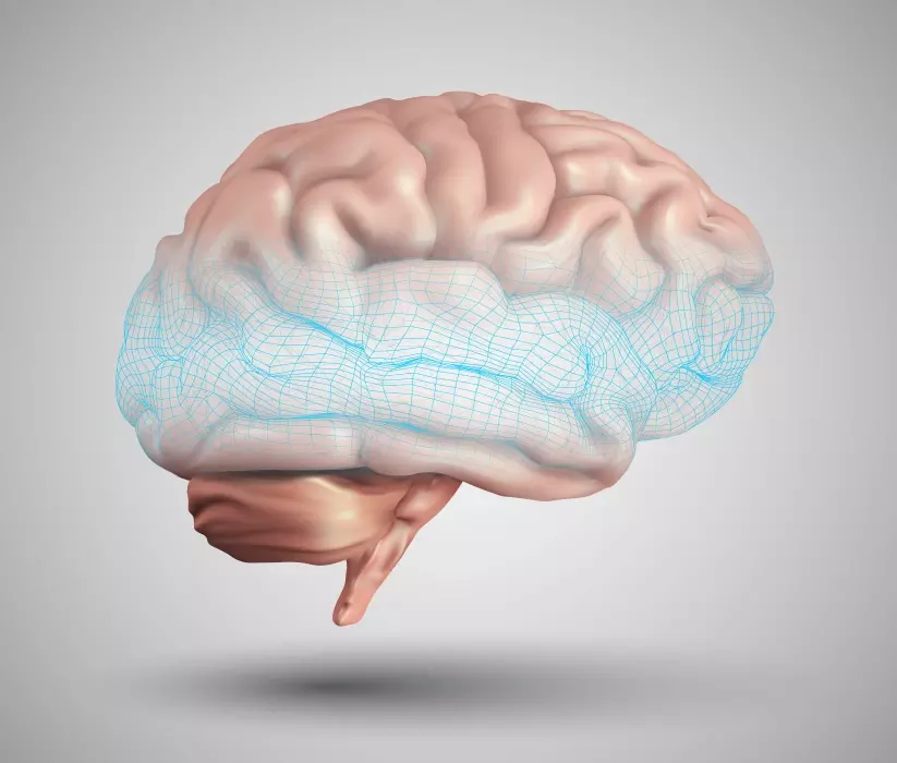 وکتور طراحی سه بعدی مغز
