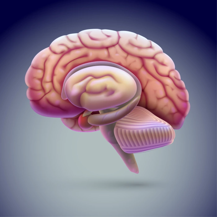 دانلود وکتور مغز انسان سه بعدی