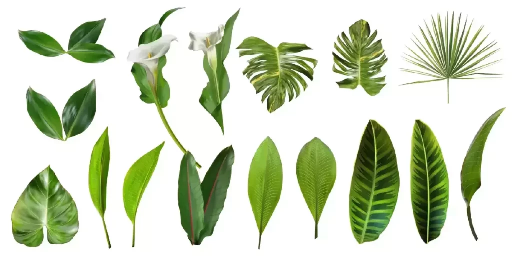 دانلود وکتور مجموعه برگ های سه بعدی واقع بینانه