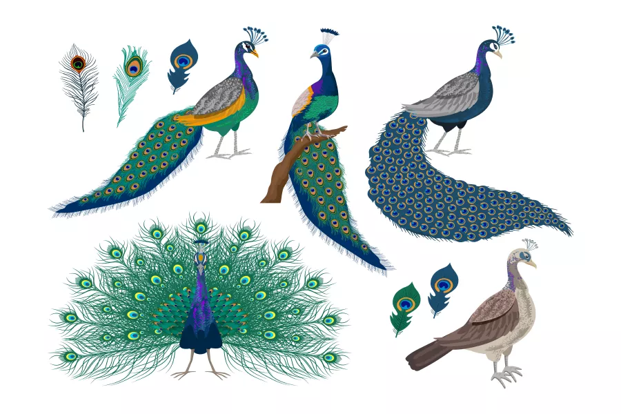 وکتور طراحی طاووس و پر طاووس