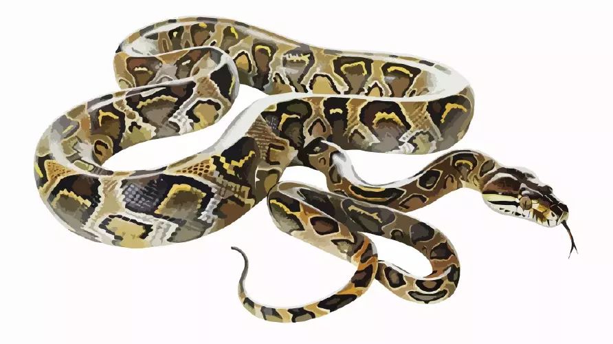 وکتور واقع بینانه مار شماره پنج