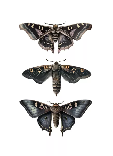 وکتور واقع بینانه پروانه شماره دو