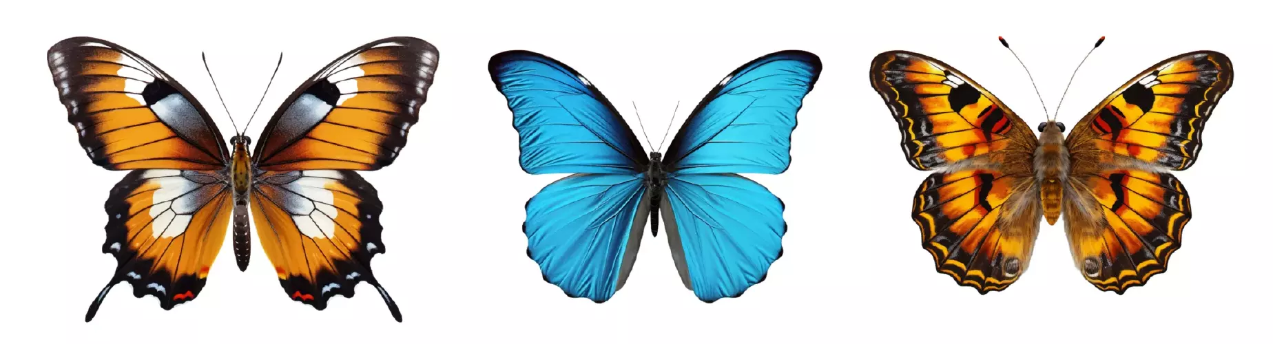 وکتور واقع بینانه پروانه شماره پنج