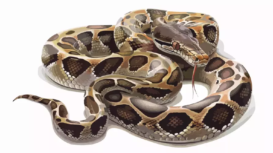 وکتور واقع بینانه مار شماره پنج