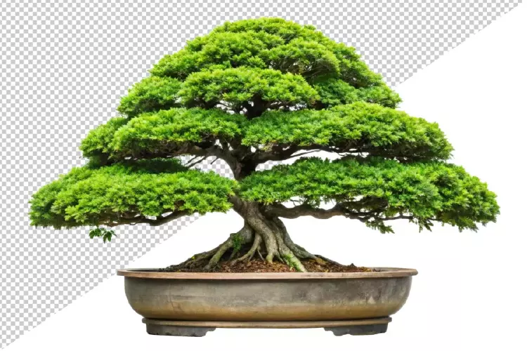 موکاپ گل و گیاه و درختچه بونسای شماره دو