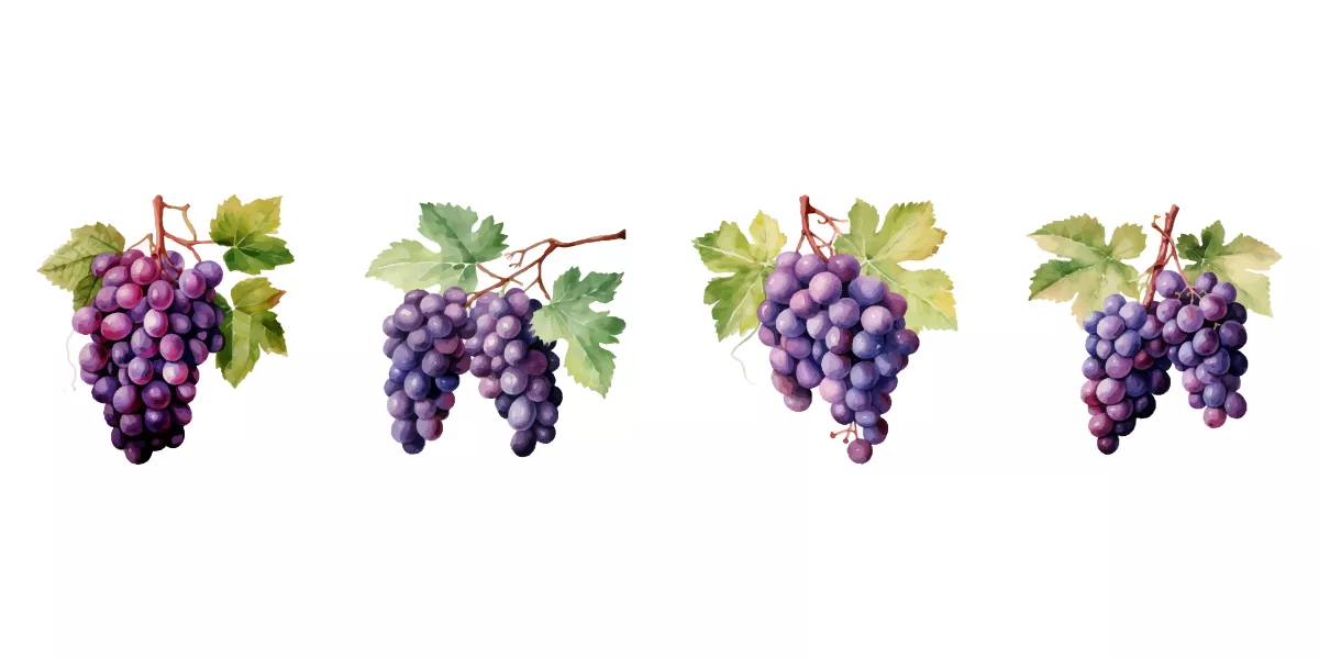 وکتور واقع بینانه انگور